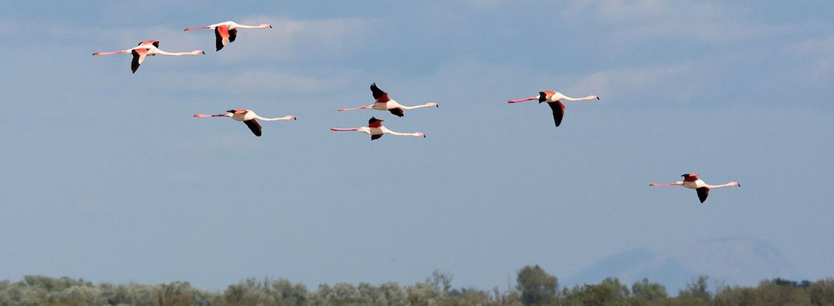 Flamingo / Hans Peeters