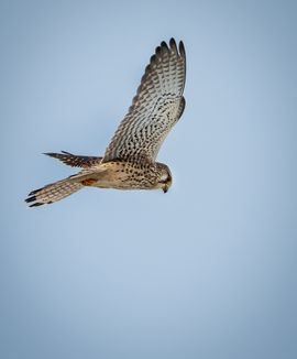 Biddend boven de polder