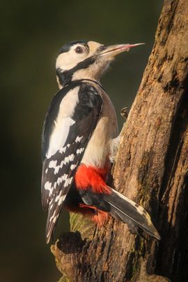 GBS steekt zn tong uit