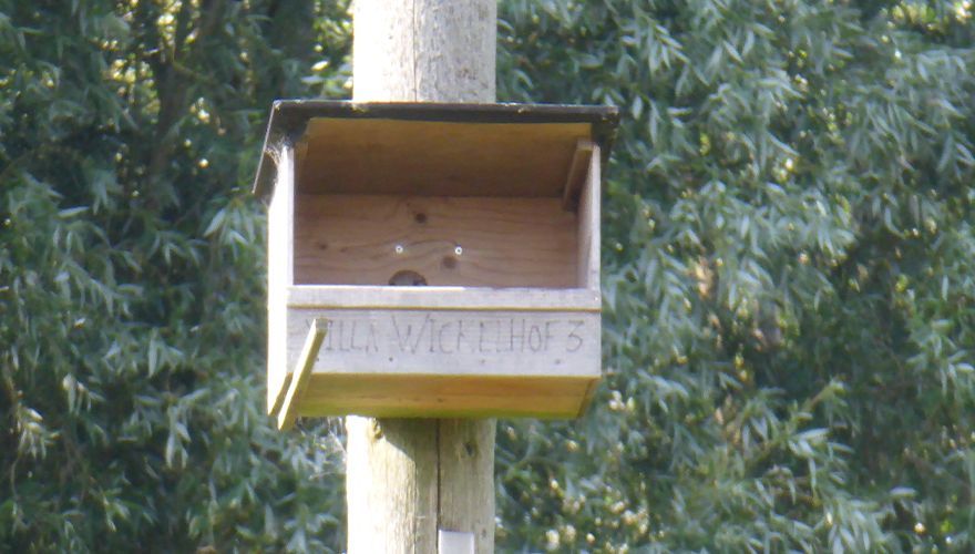 Torenvalk / Roy en Kelly