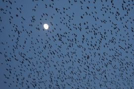 Spreeuwen voor de maan