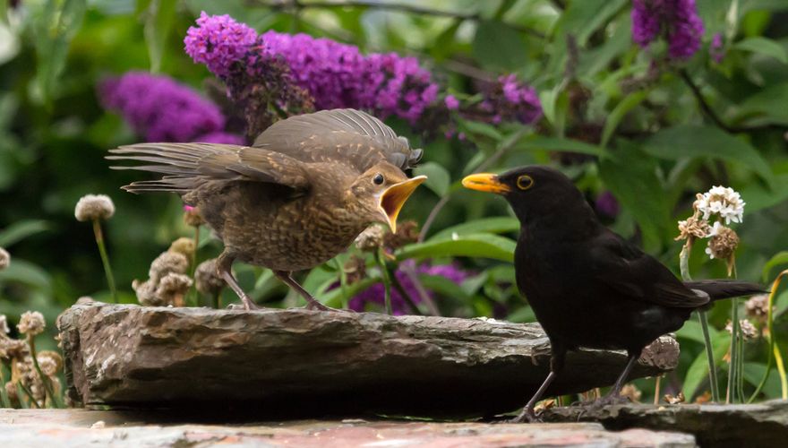 Berucht Nationale volkstelling maximaliseren Achtergrond merel | Vogelbescherming