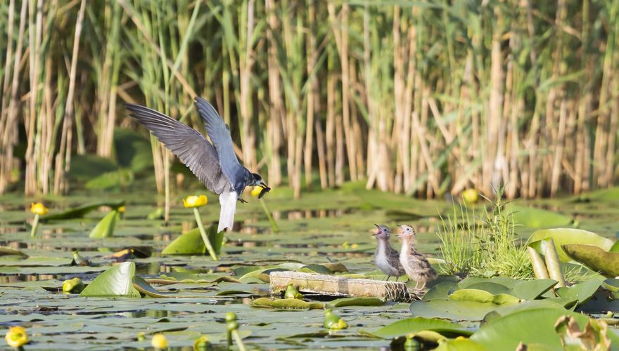 Zwarte stern / Shutterstock