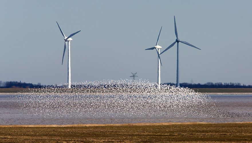 Wadvogels op Dollard