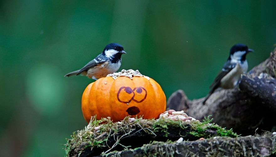 Zwarte mees op pompoen / Shutterstock