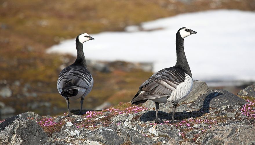 Brandganzen op Spitsbergen / Shutterstock