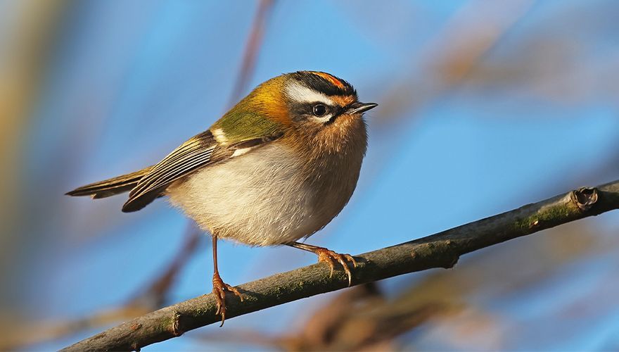 Vuurgoudhaan / Ruwan Aluvihare