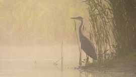 Blauwe reiger in de mist / Hans Peeters