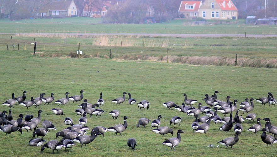 Rotganzen op Terschelling / Hans Peeters