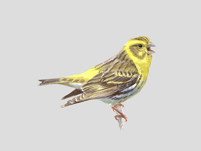 Europese Kanarie | Vogelbescherming