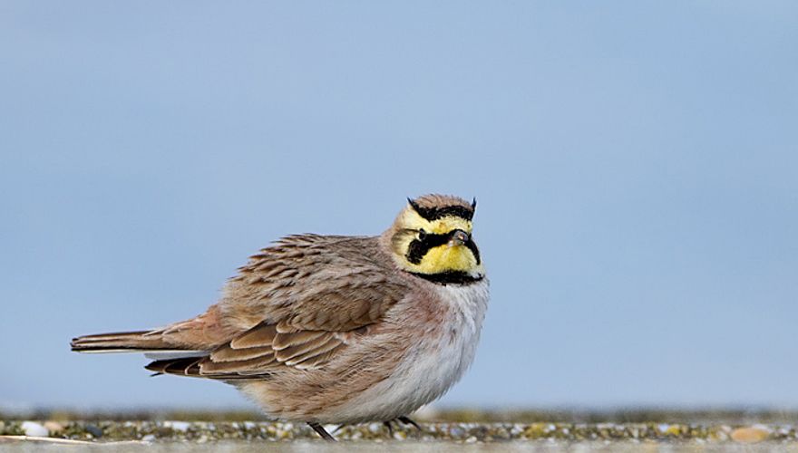 Strandleeuwerik / Birdphoto