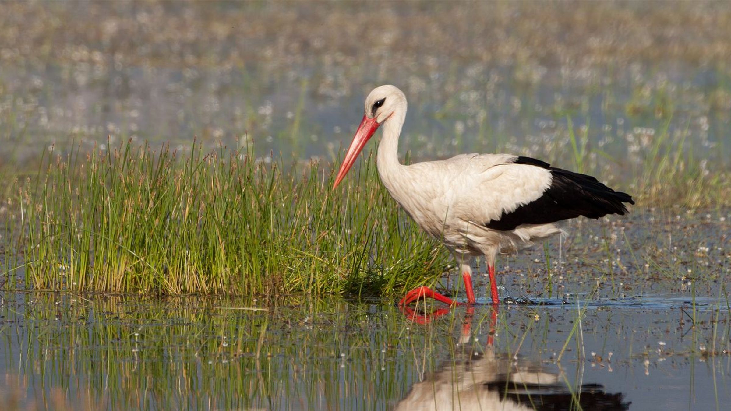Ooievaar / Birdphoto