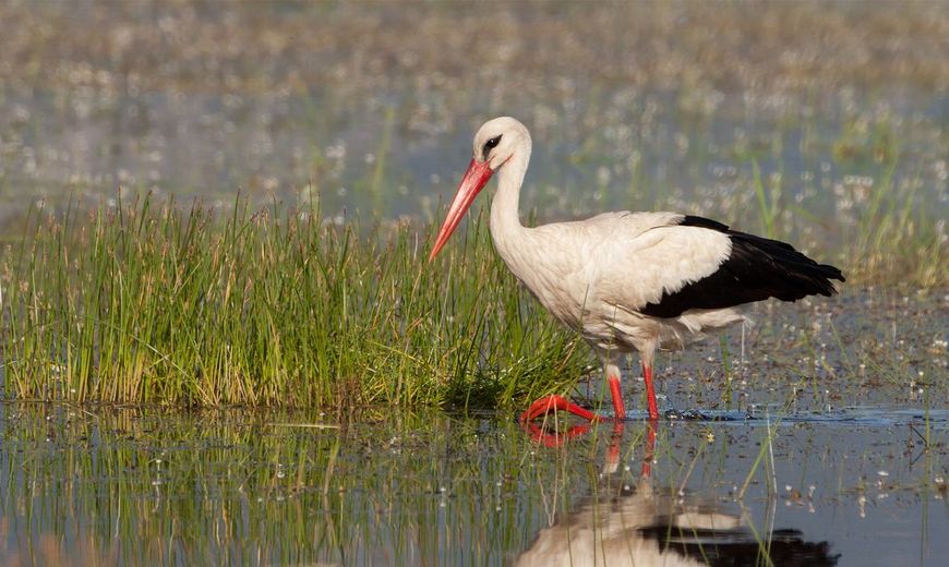 Ooievaar / Birdphoto