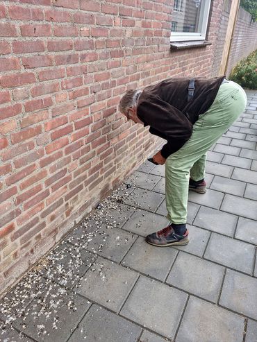 Willem Veenhuizen inspecteert poepsporen en dode huiszwaluwjongen / Arjan Berben