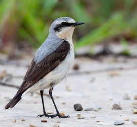 Tapuit / Shutterstock