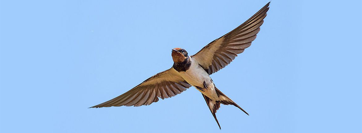 Boerenzwaluw / Shutterstock