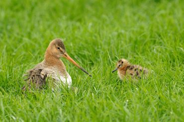 grutto/ Jelle de Jong