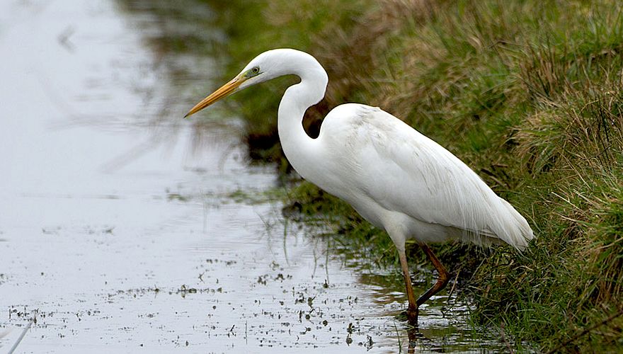 Grote zilverreiger / Birdphoto