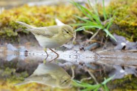 Fitis kijkt in de spiegel