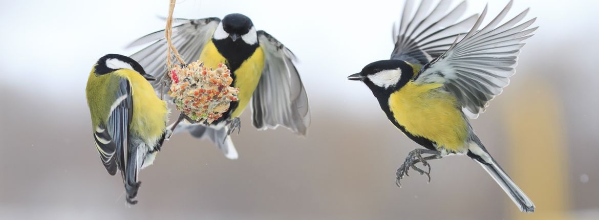 Geheugen Productie Heerlijk Wat is goed voer? | Vogelbescherming