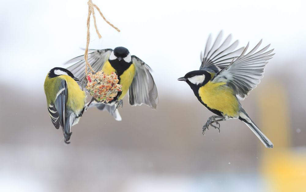 rol wervelkolom Decoratie Wat is goed voer? | Vogelbescherming