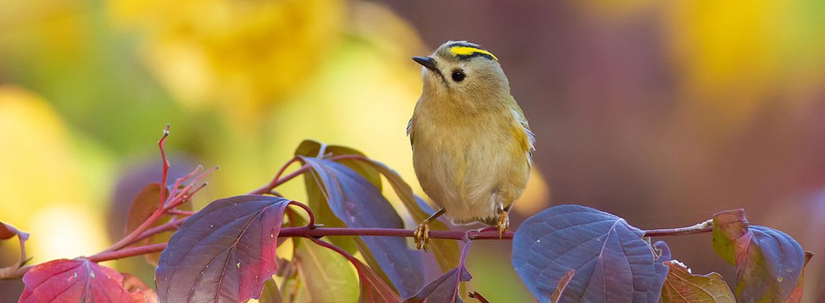 Goudhaan / Shutterstock