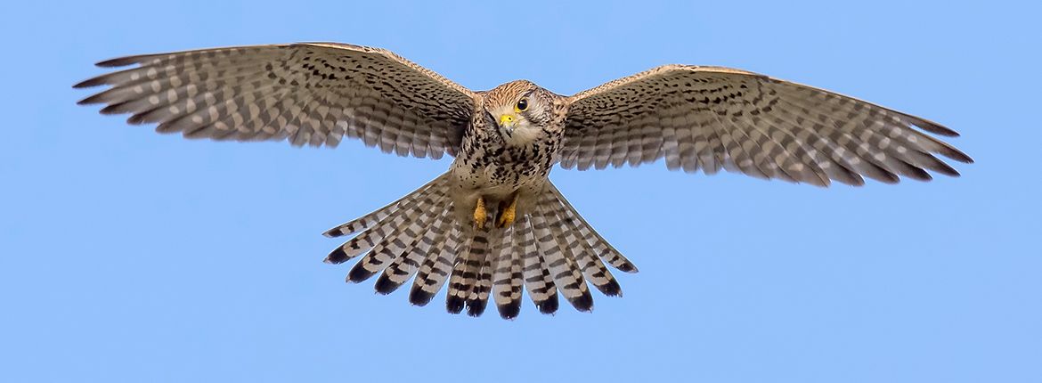 Torenvalk / Jan Jongejan (Fotogalerij)