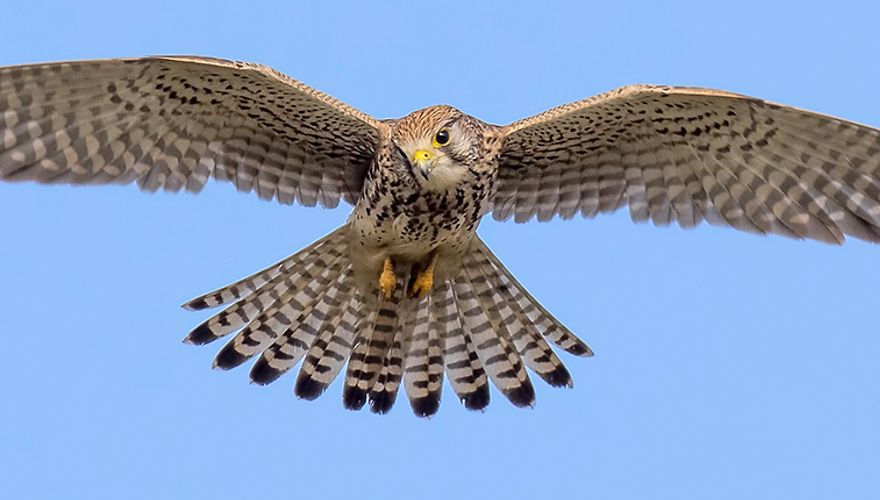 Torenvalk / Jan Jongejan (Fotogalerij)