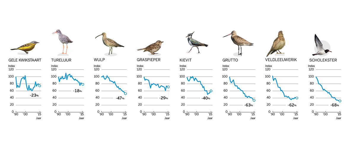 Grafiek weidevogels