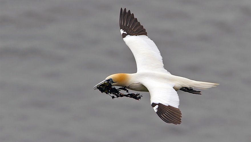 Jan van gent / Birdphoto