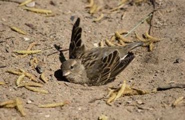 Stofbad huismus / Shutterstock