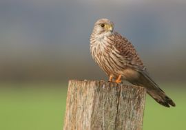 woww wat een schoonheid