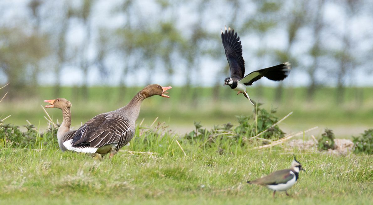 Kievit verjaagt grauwe gans / Hans Peeters