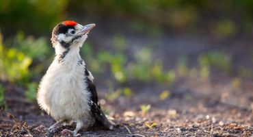 Jonge grote bonte specht / Shutterstock