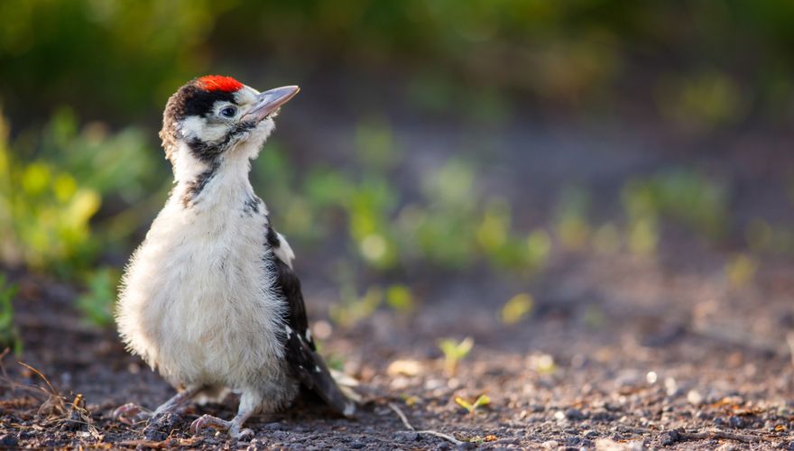 Jonge grote bonte specht / Shutterstock