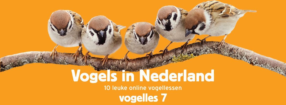 Header Vogels in Nederland