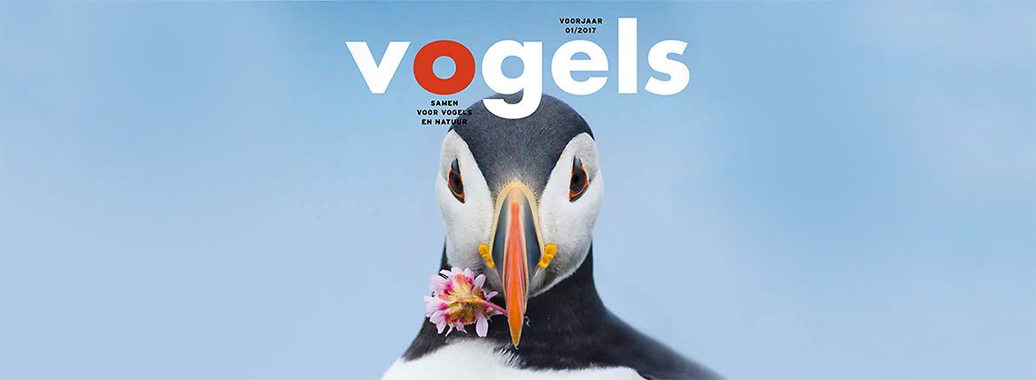 Cover headerbeeld - Vogels1701