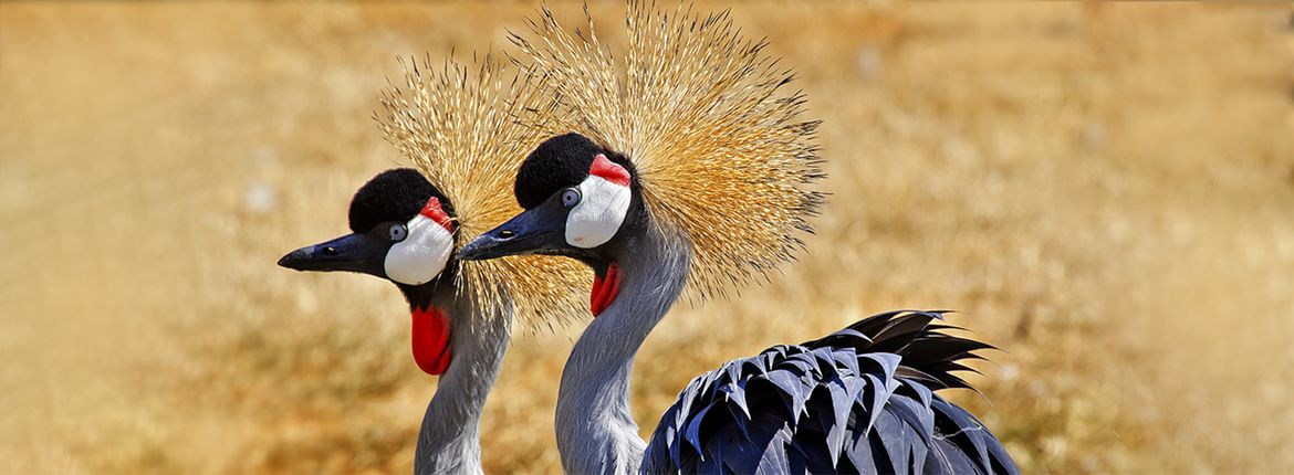 Grijze kroonkraanvogel / Shutterstock