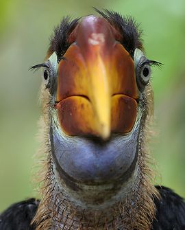 Sulawei neushoornvogel / Barend van Gemerden