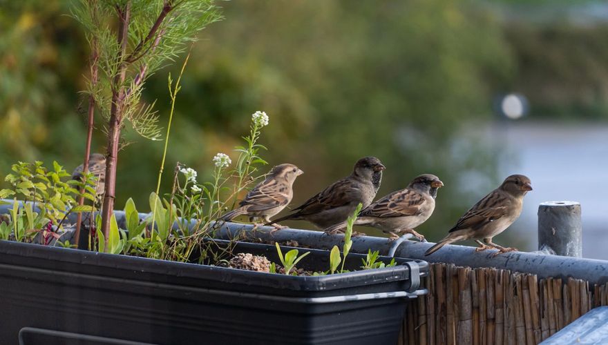 Huismus op balkon / Shutterstock