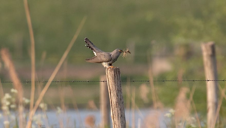 Koekoek / Jouke Altenburg