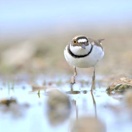 Recht op de lens af! 