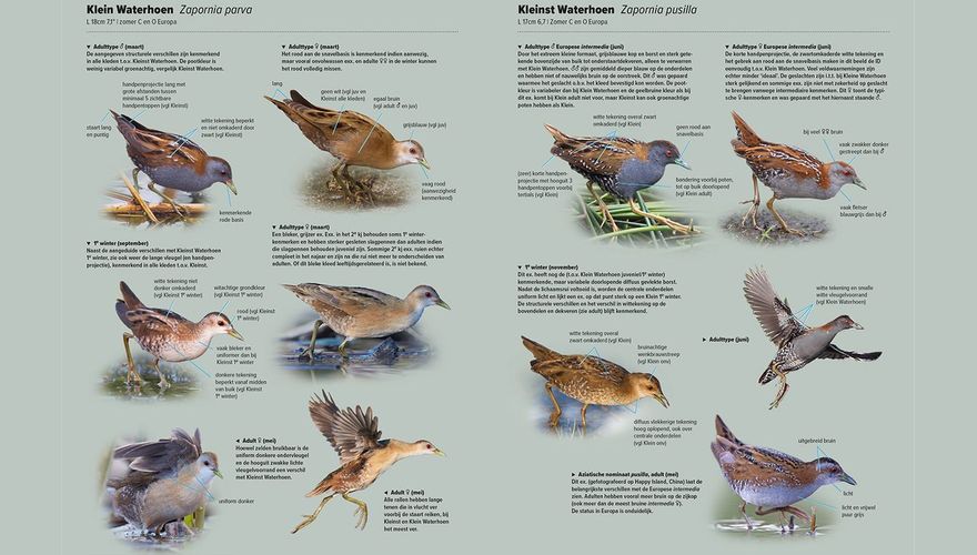 Spread Handboek Europese vogels