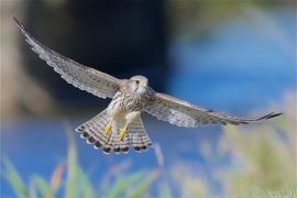 Opvliegende Torenvalk