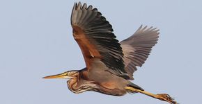 Purperreiger / Jan Koeckhoven Fotogalerij