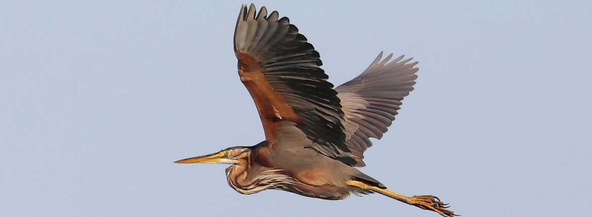 Purperreiger / Jan Koeckhoven Fotogalerij