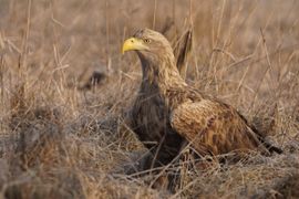 Imposante verschijning