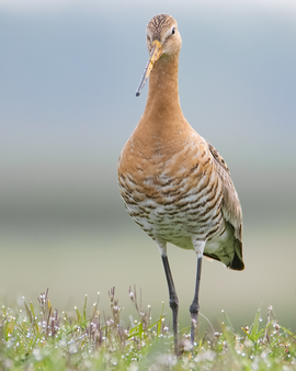 Stand tall and proud