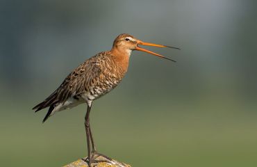 Grutto / Birdphoto