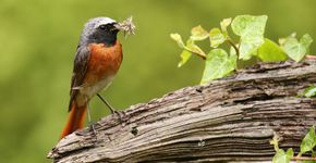 Gekraagde roodstaart / Shutterstock